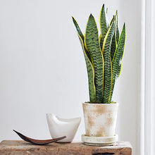 Load image into Gallery viewer, Brown Palm Paddles - Live Beautiful Home