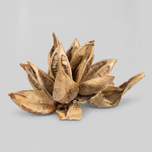 Load image into Gallery viewer, Dried Bleached Star Pod - Live Beautiful Home
